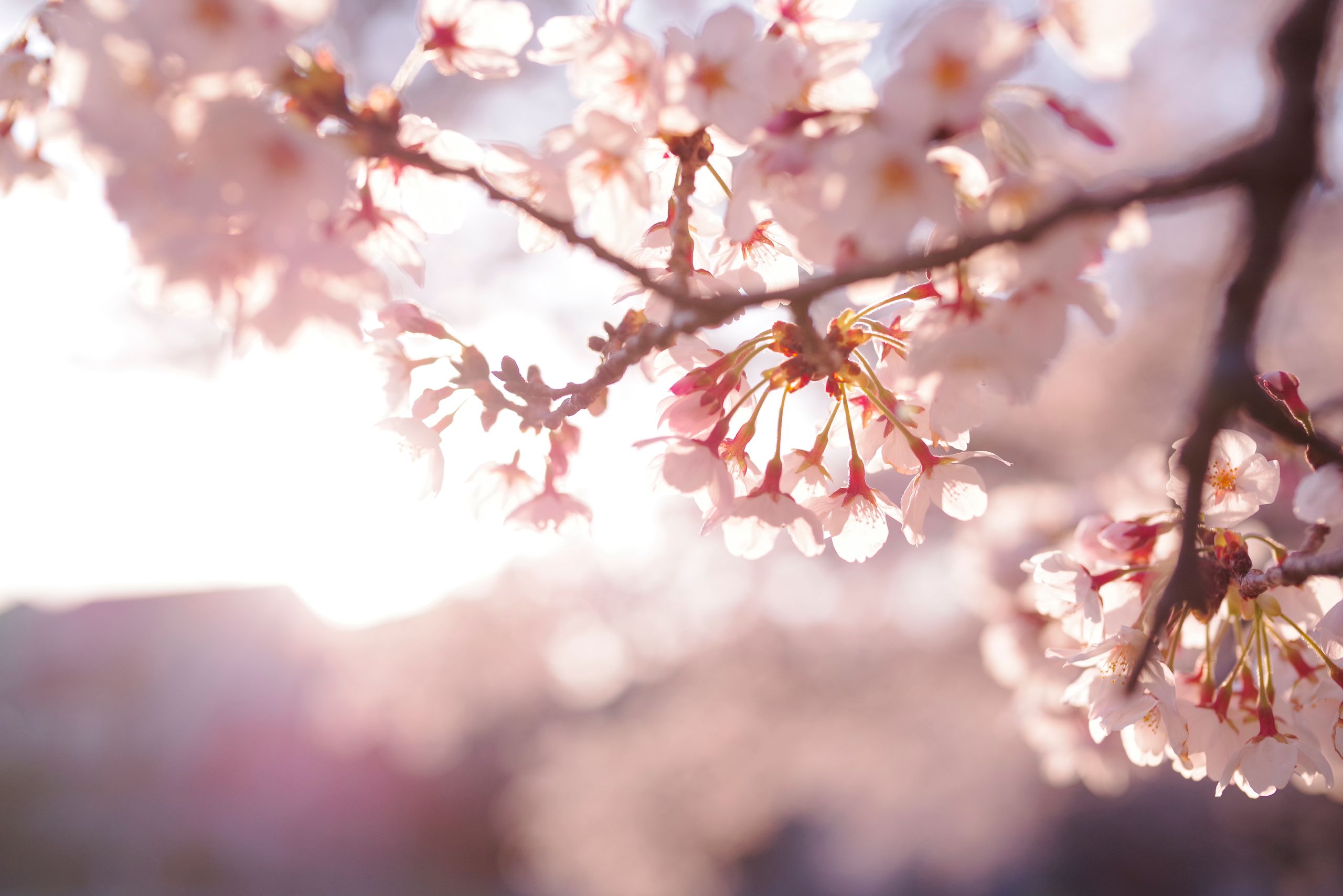 満開の桜